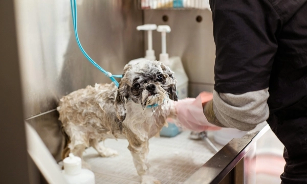 can you use human shampoo on dogs