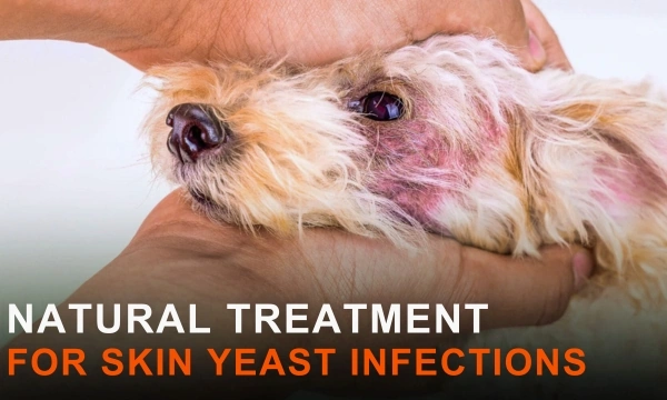 Dog Shampoo for Yeast Infection
