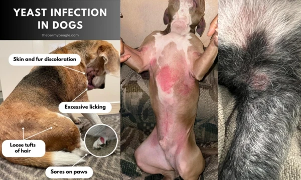 Dog Shampoo for Yeast Infection