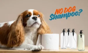 no dog shampoo what can i use