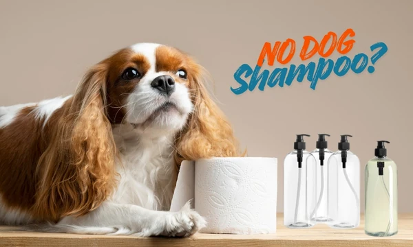 no dog shampoo what can i use
