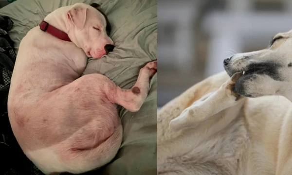 Dog Shampoo for Yeast Infection