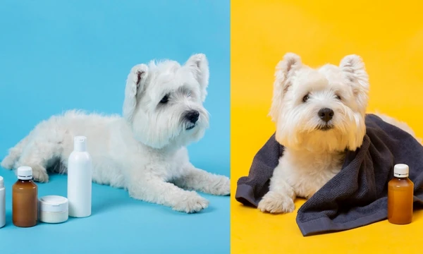 No dog shampoo what can I use for sensitive skin