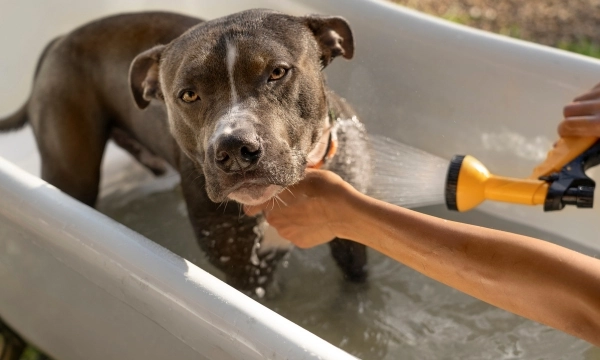 how to bath a dog