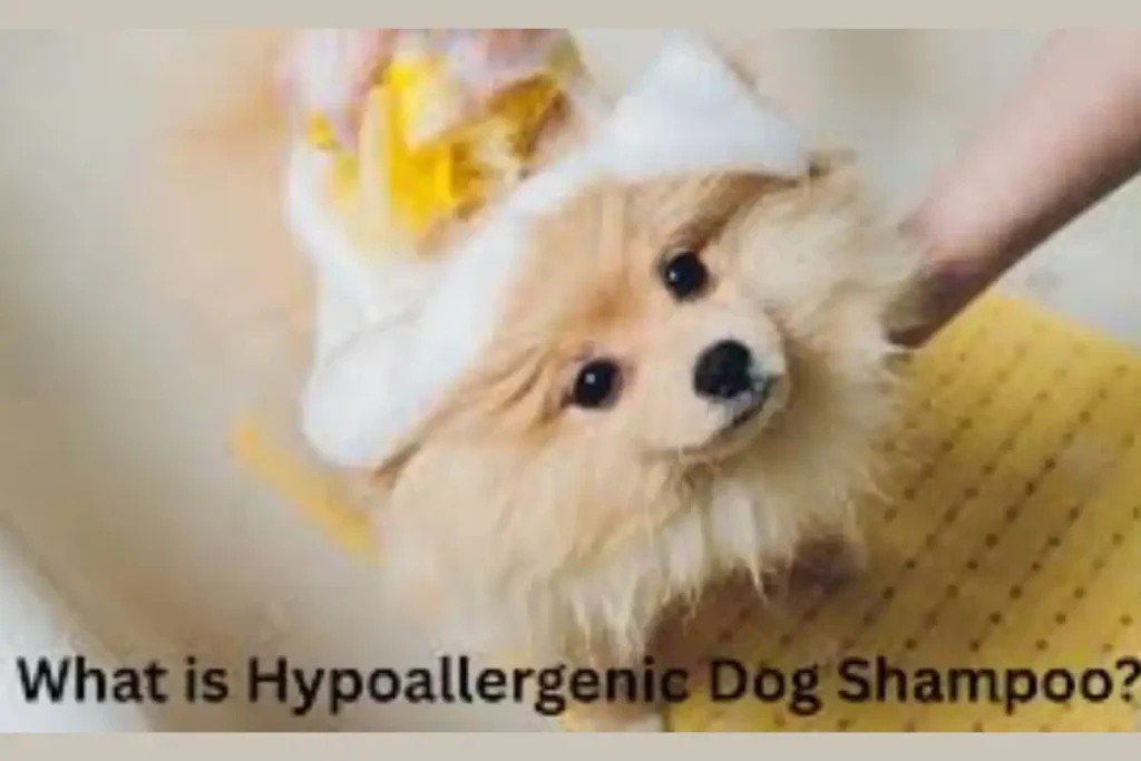 hypoallergenic dog