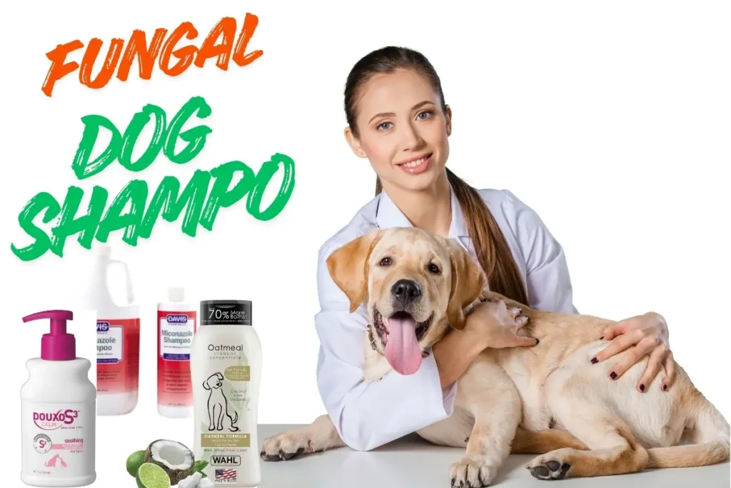 Best Antifungal Dog Shampoo
