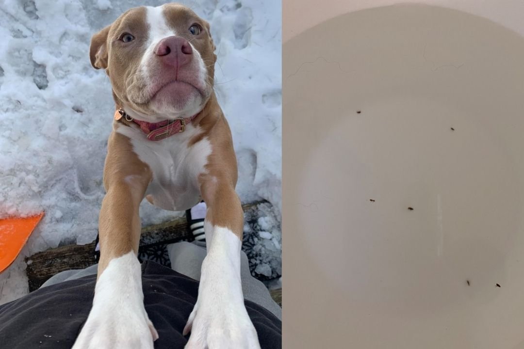 Best Flea and Tick Shampoo for Dogs