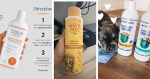 Best Oatmeal Shampoo for Dogs