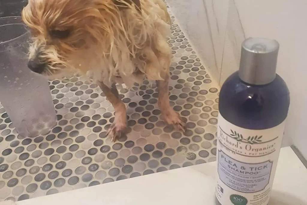 Richard's Organics Flea and Tick Shampoo.