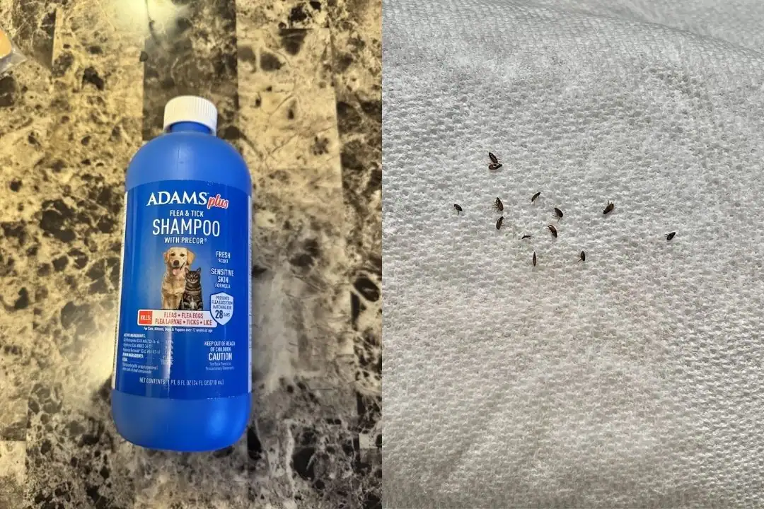 Adams Plus Flea and Tick Shampoo