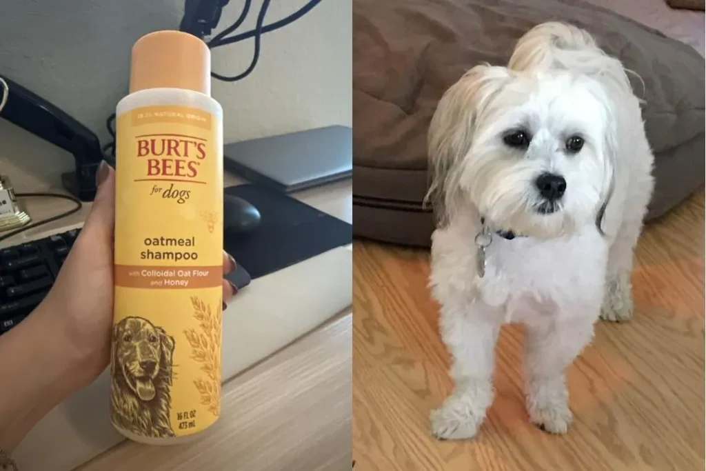 Best Oatmeal Shampoo for Dogs
