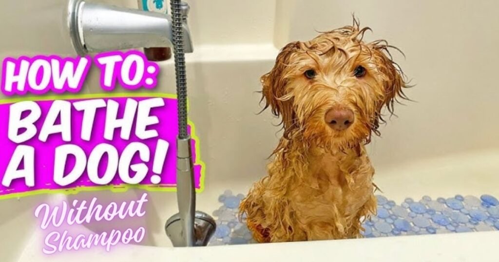 How to Wash a Dog Without Dog Shampoo
