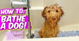 How to Wash a Dog Without Dog Shampoo