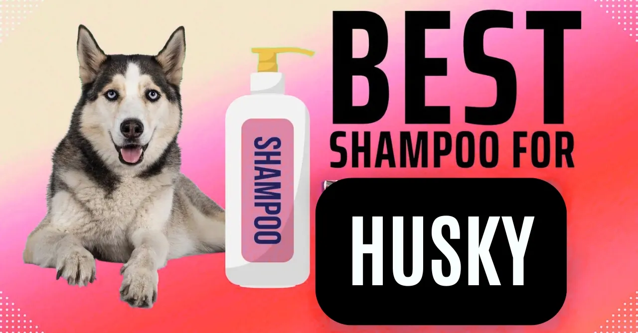 Best Dog Shampoo for Huskies