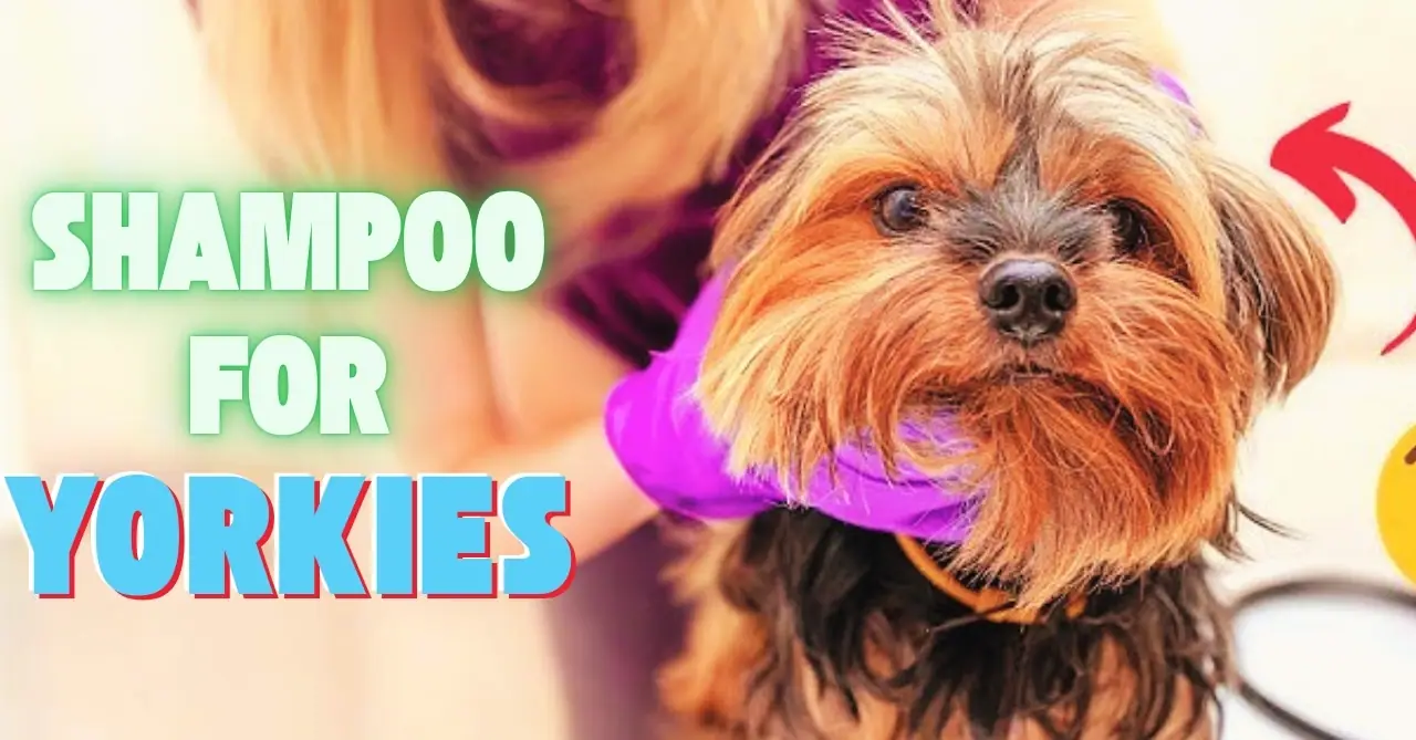 Best Dog Shampoo for Yorkies